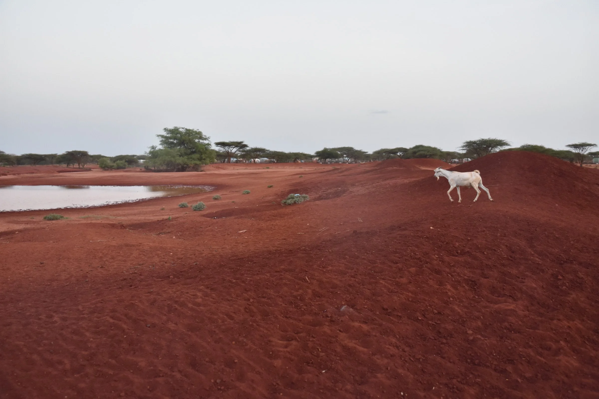 A goat makes its way to a watering point across red earth