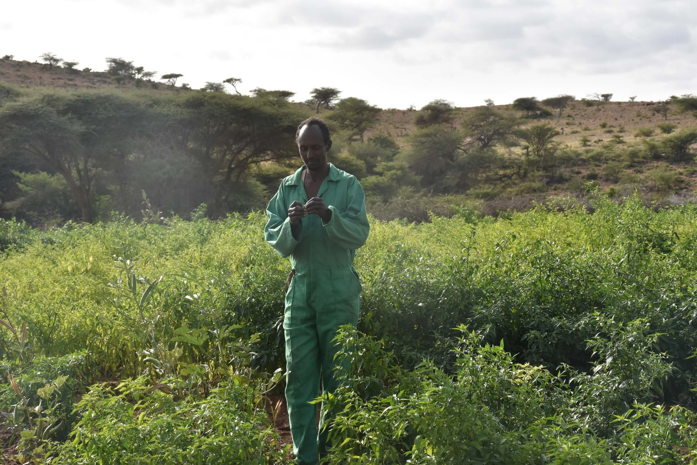 A man stands amid a field of okra