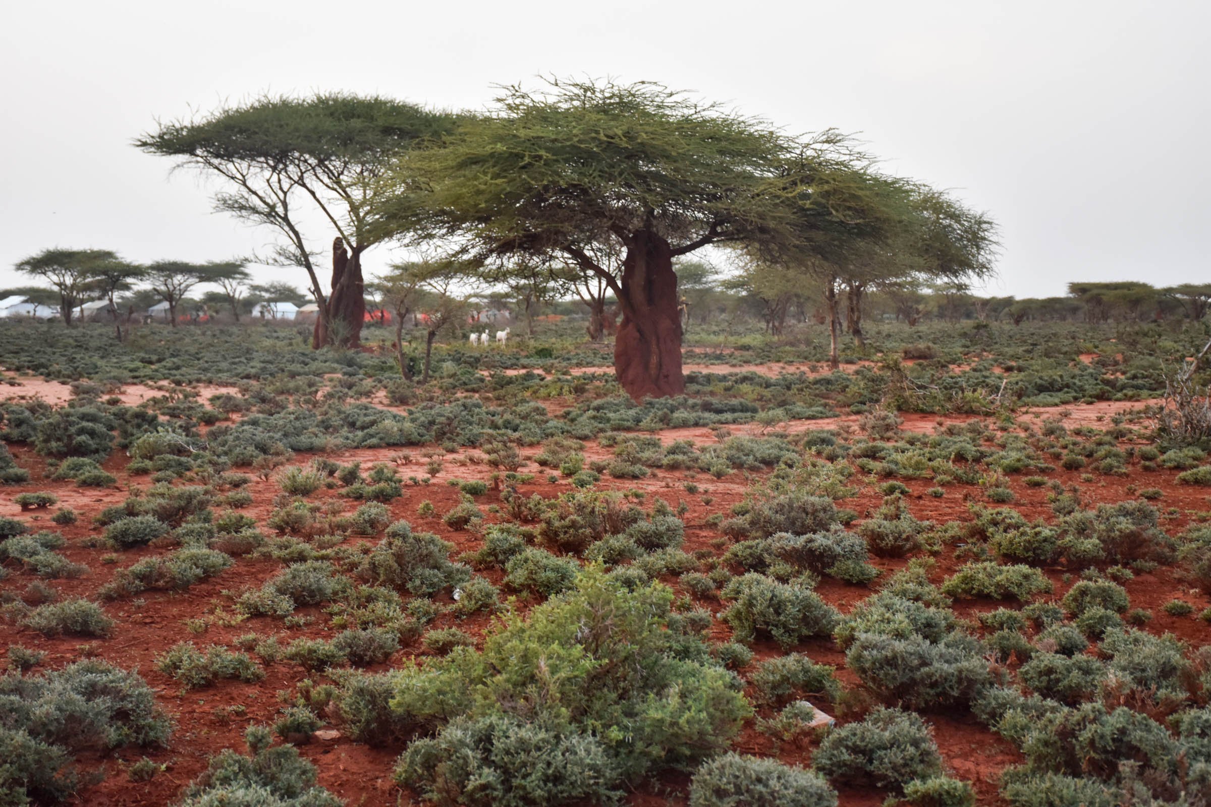 A rural landscape of red earth, shrubs, trees and termite mounds