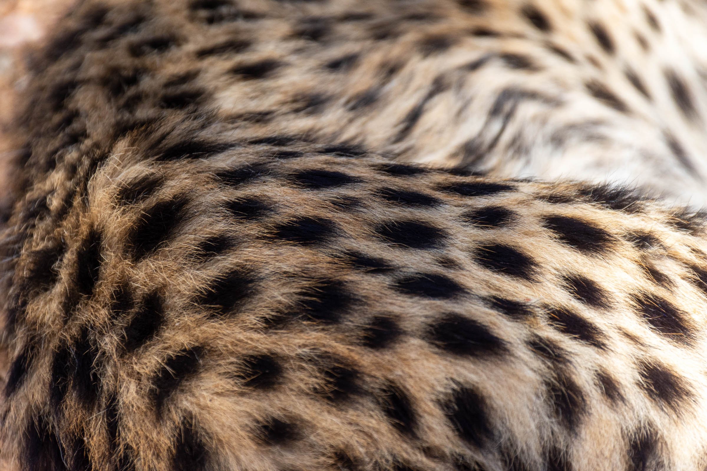 Cheetah cub fur