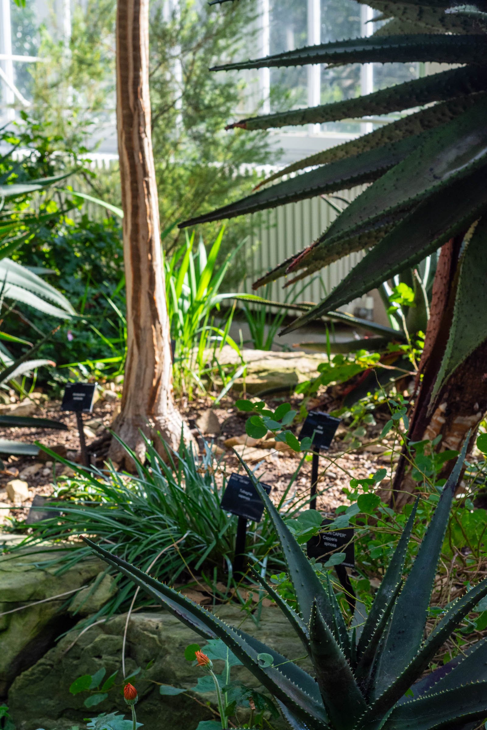 Aloes inside a glasshouse, Kew
