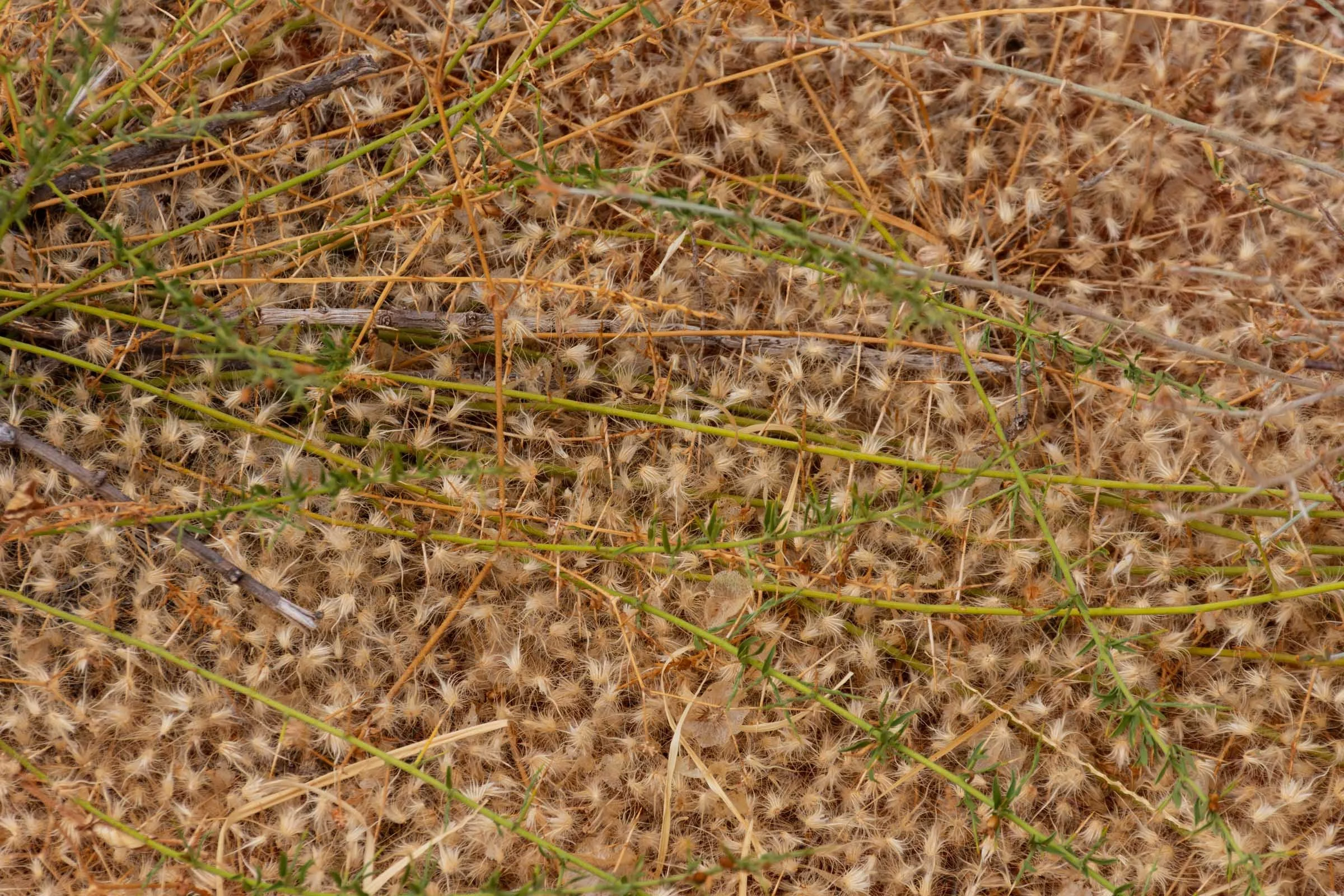 Close up of green, cream and orange reseeding grasses