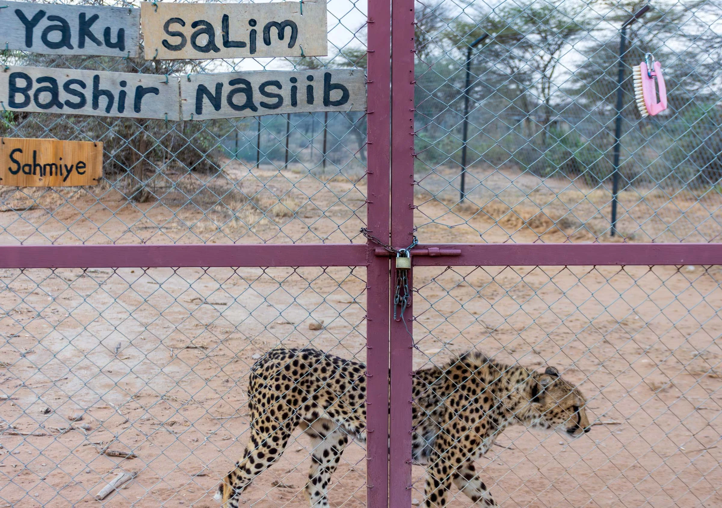 A cheetah walks inside a locked enclosure bearing a handpainted names sign and brush
