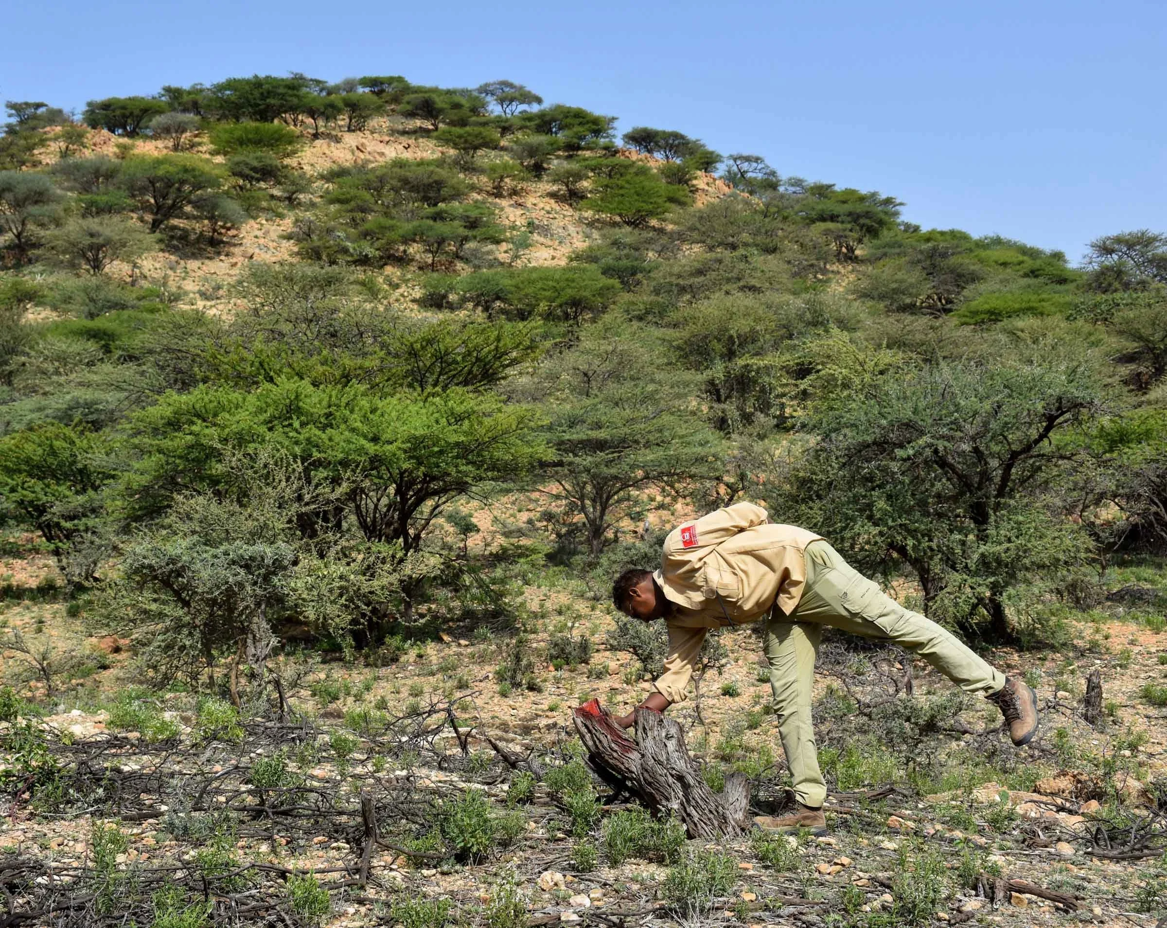 A man leans over a tree stump marked by red paint