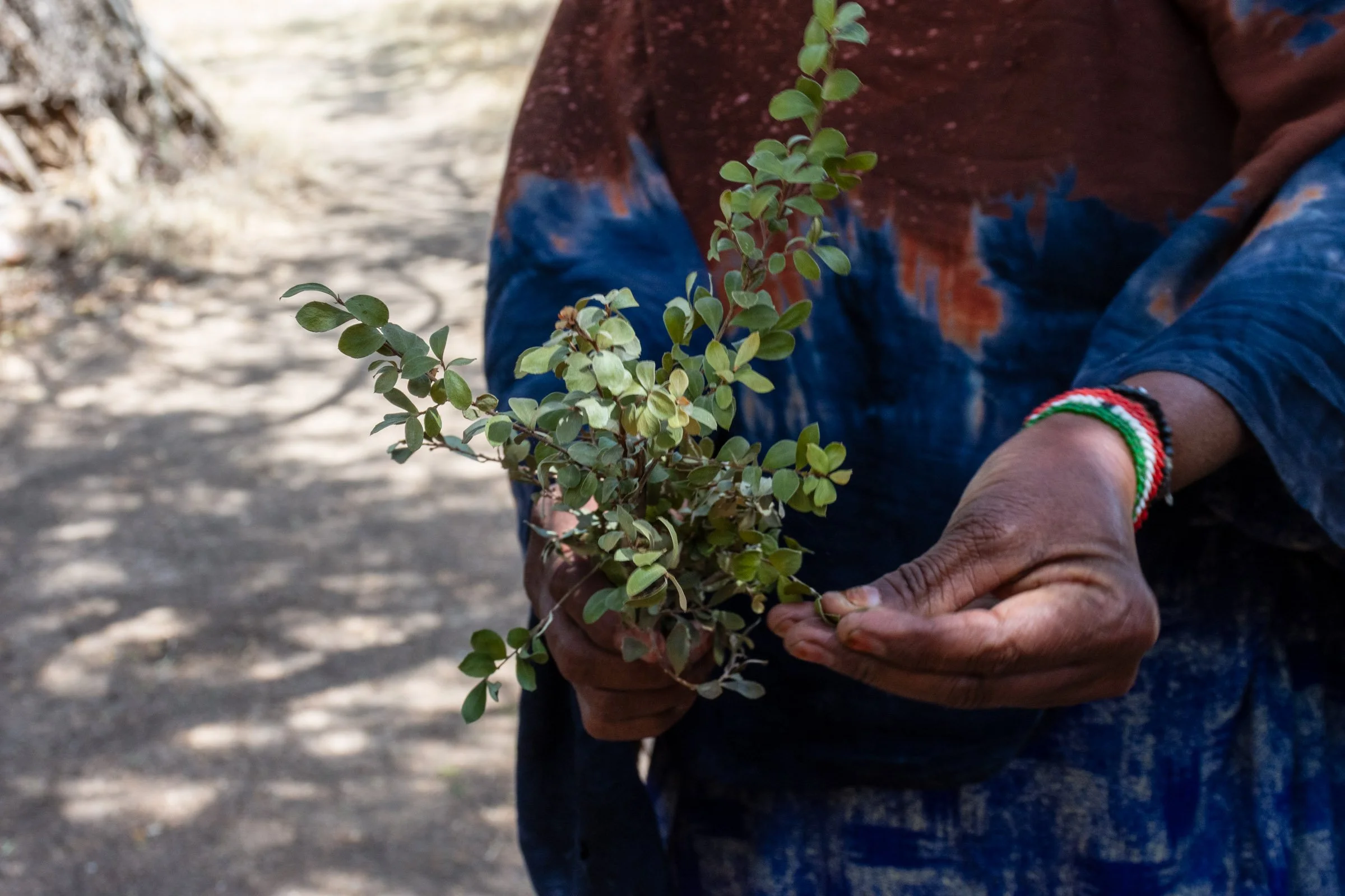 A woman's hand holds a bouquet of leaves