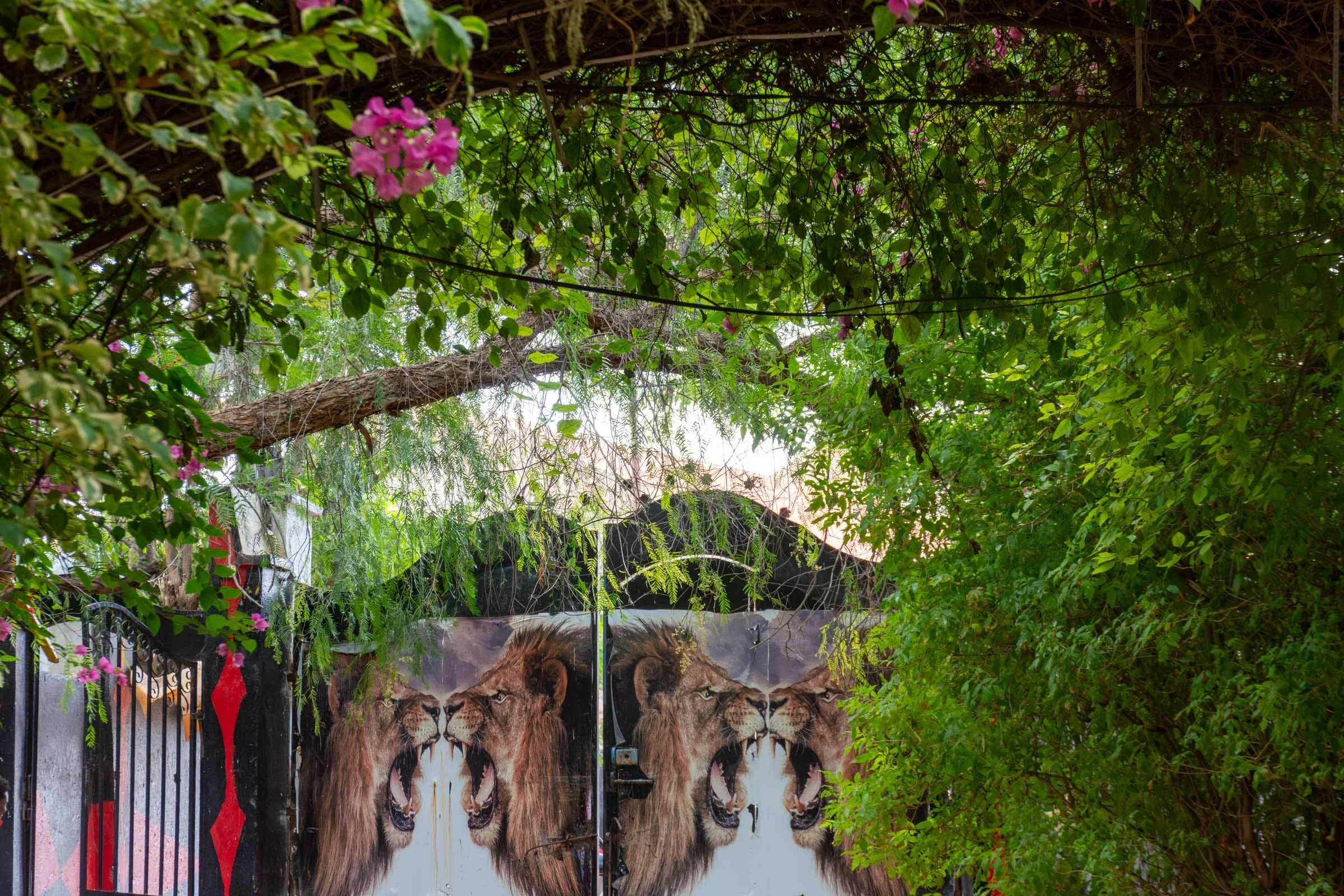 A green canopy flecked with bougainvillea hangs over a double gate decorated with the snarling faces of lions
