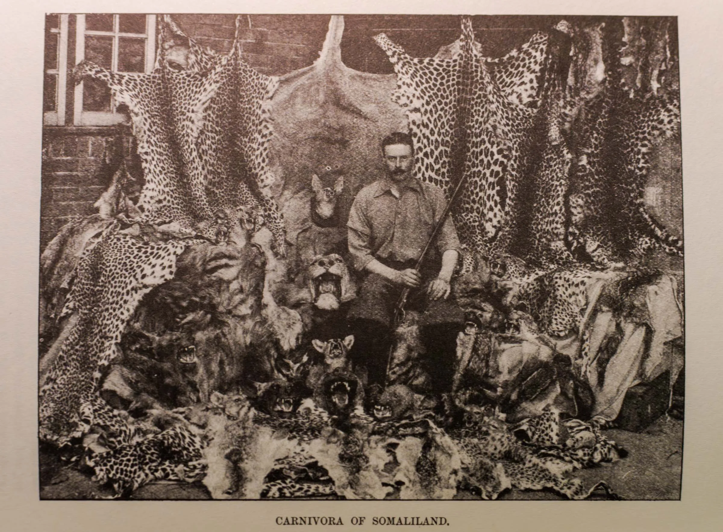 A man sits for a portrait among animal skins while holding a rifle, archive photograph.