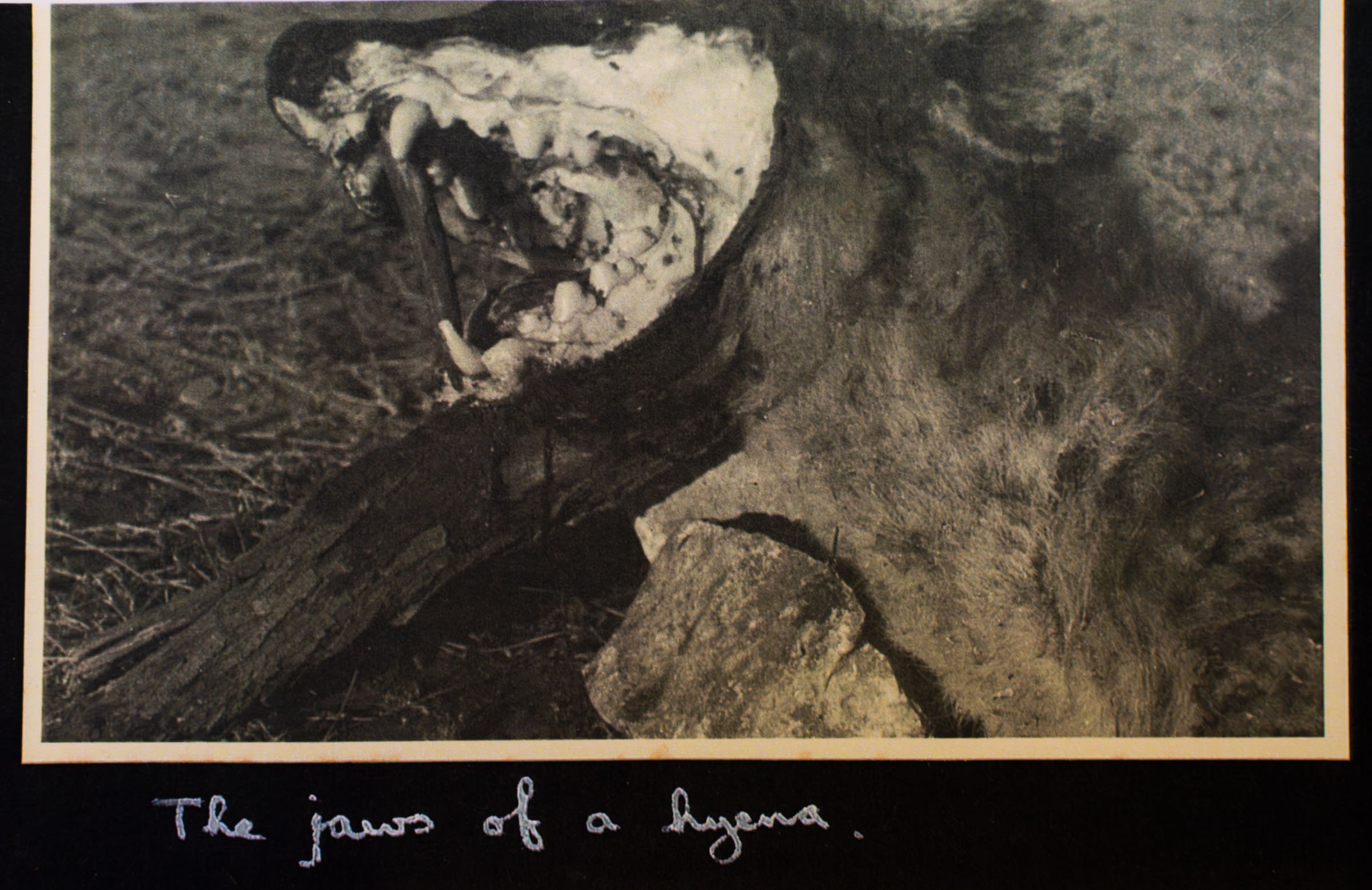 An archive photograph of a hyena jaw, by Kenneth Rossi, 1945-1948