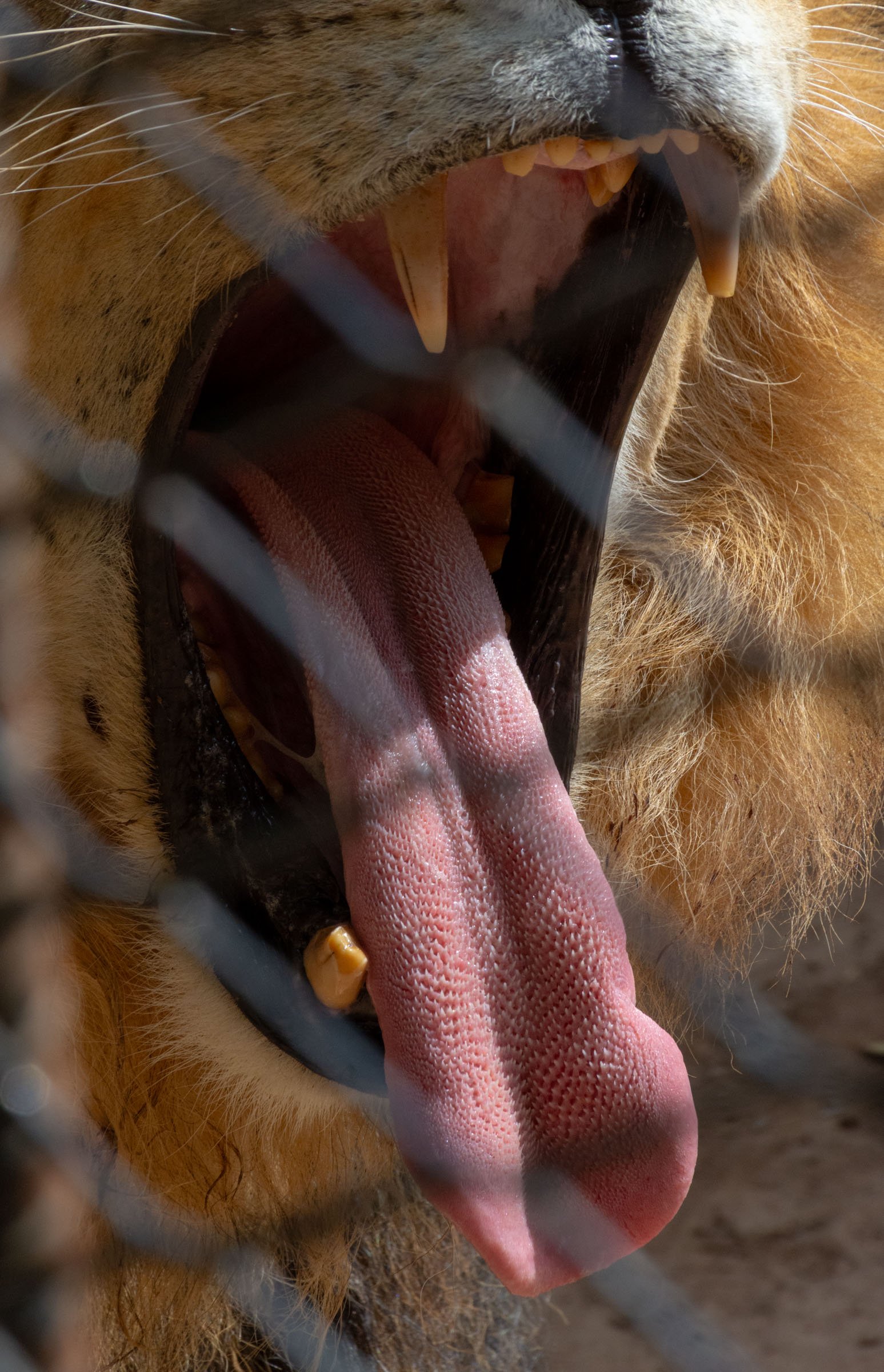 A lion’s tongue and chipped tooth are shown as it roars behind a wire cage
