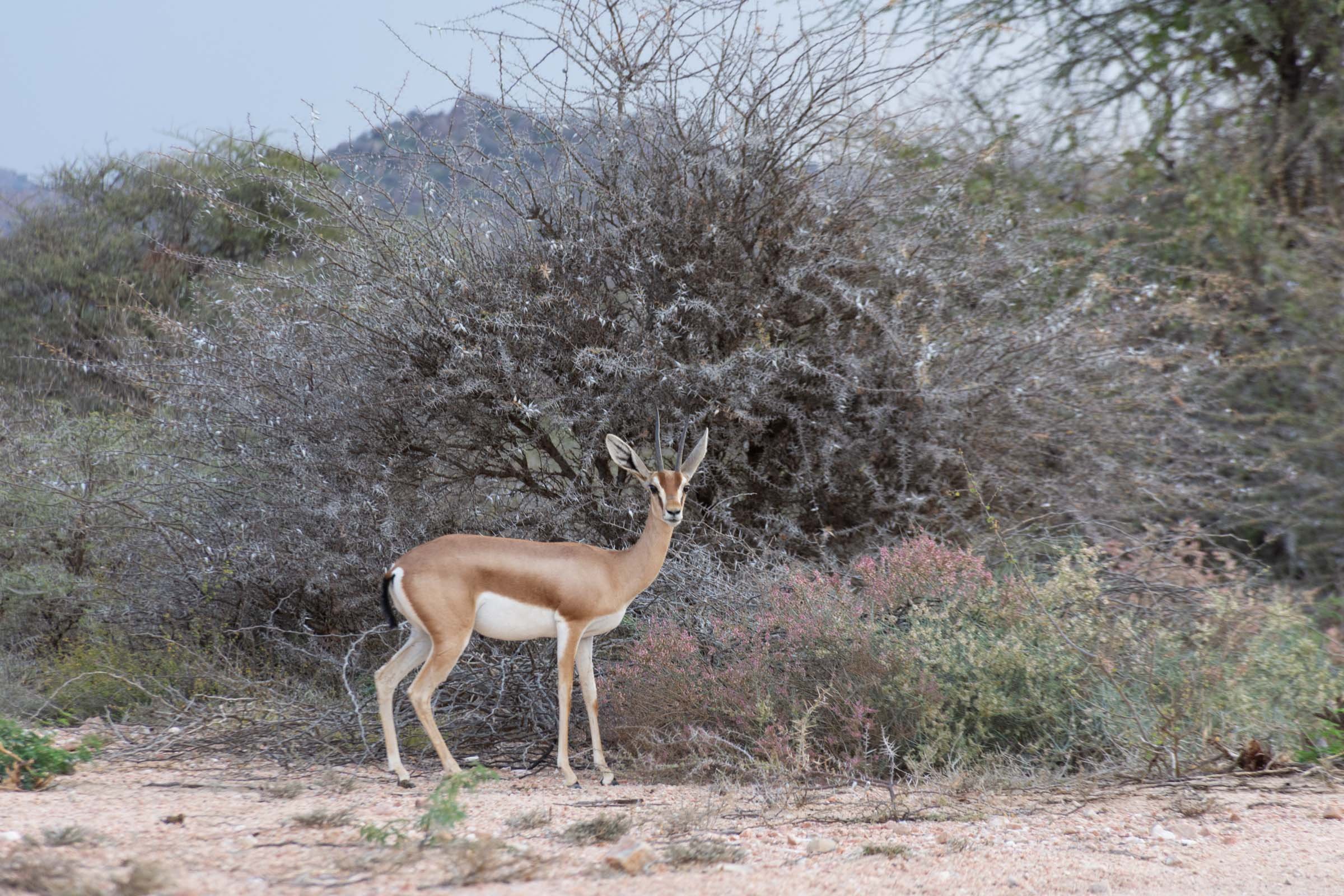 A gazelle stands alert in front of trees and bushes