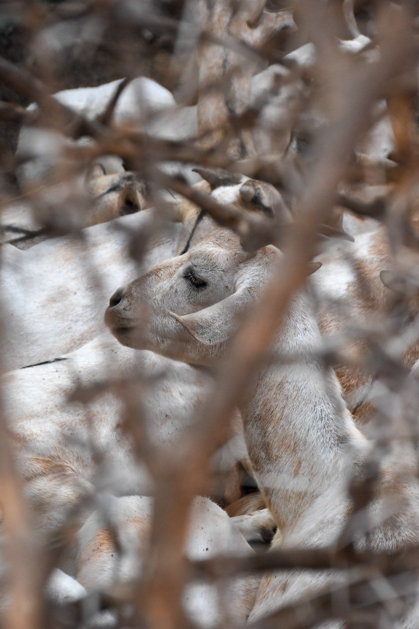 Goats stand within a thorn enclosure