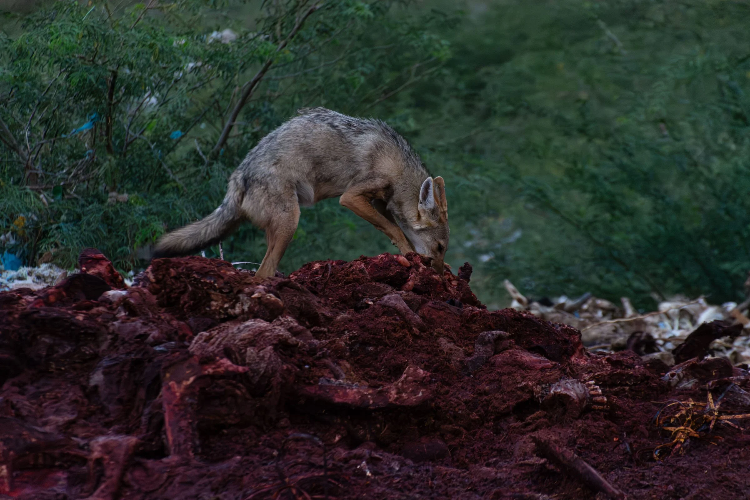 A jackal stands on a mound of carrion covered in blood