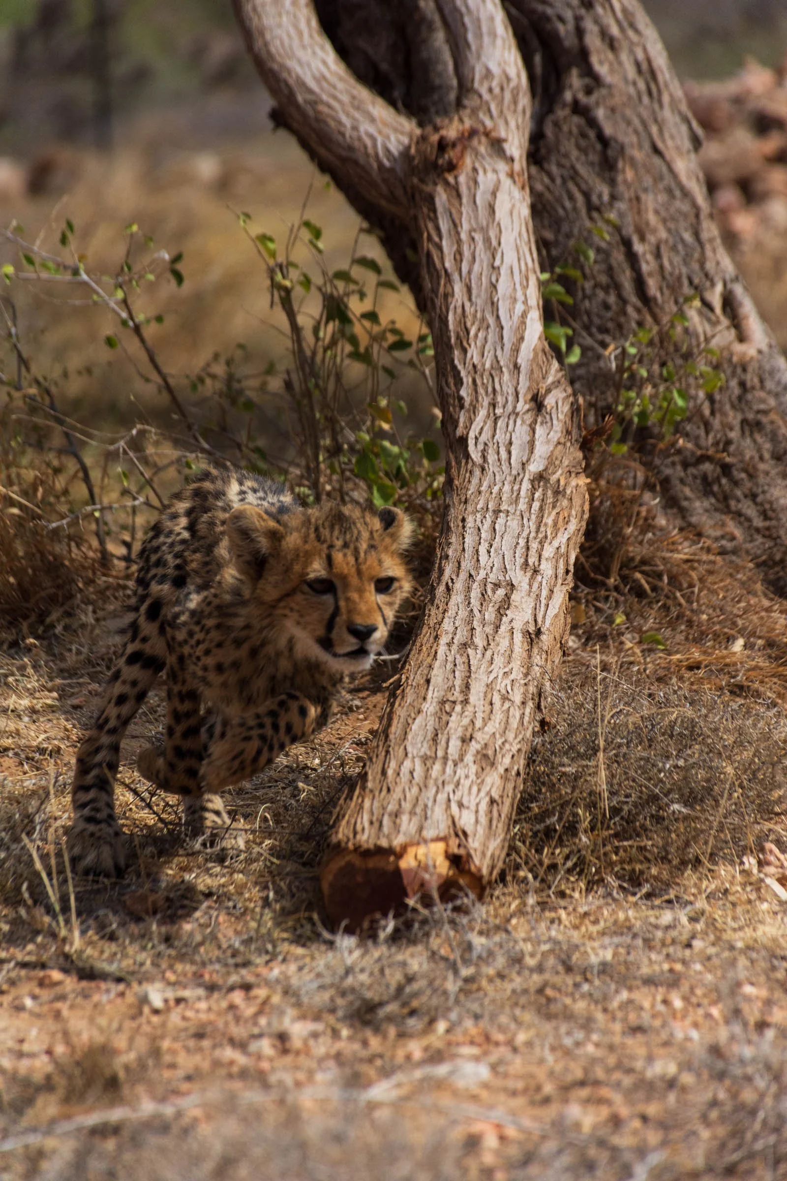 A cheetah cub lifts its paws in preparation to run