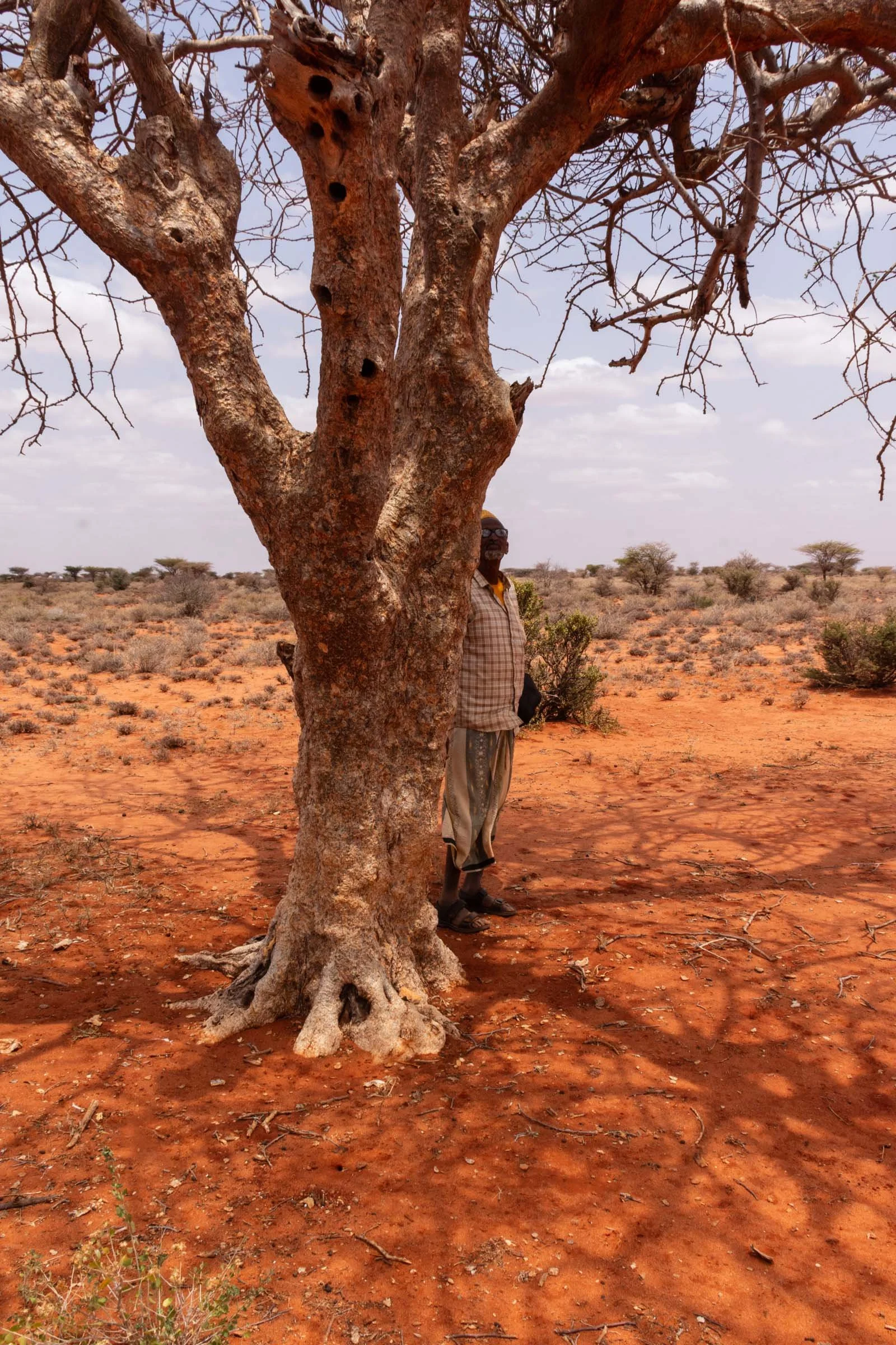 A man stands behind a tree casting shadows against a background of orange earth