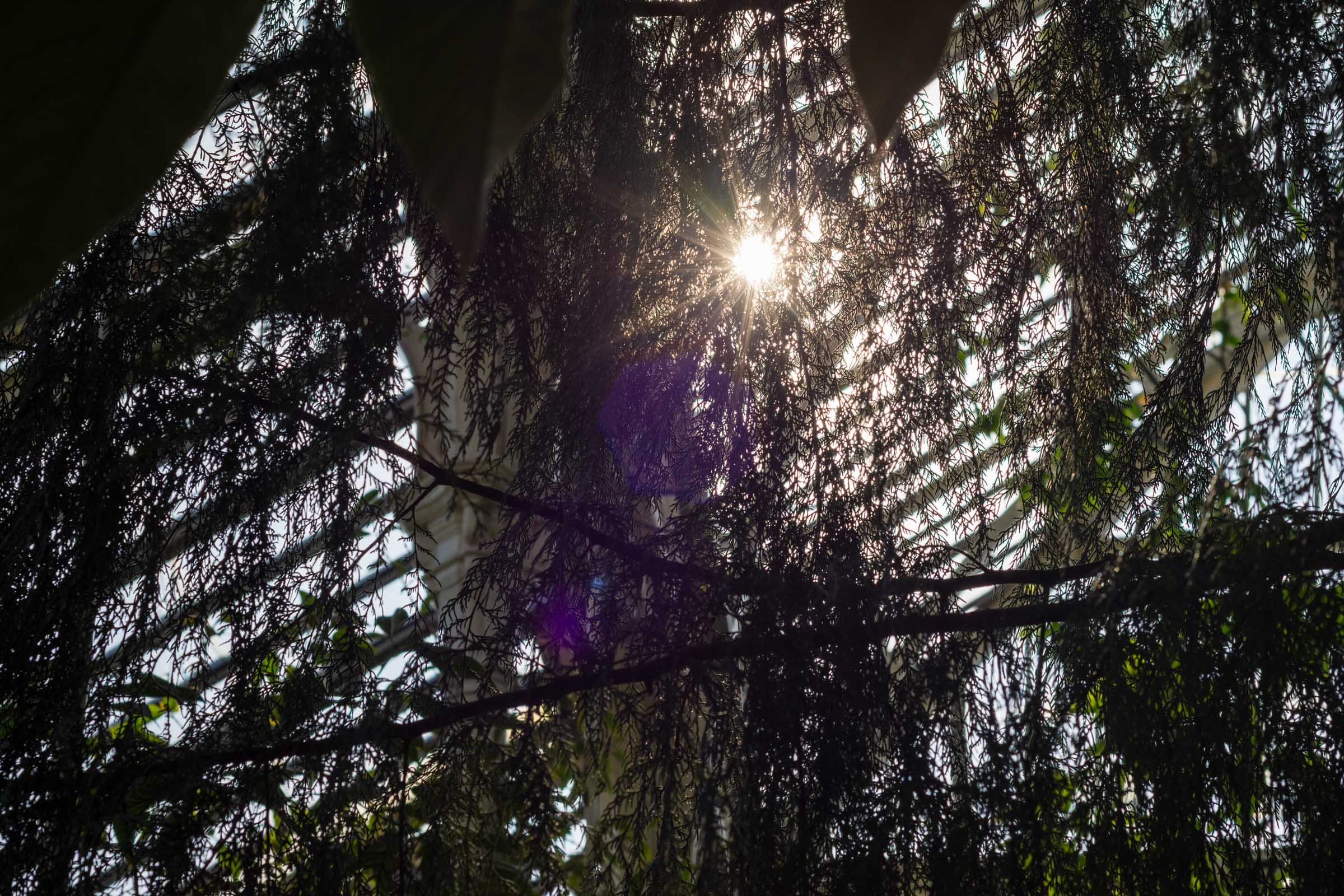 A sunburst appears through trees inside a glasshouse, Kew