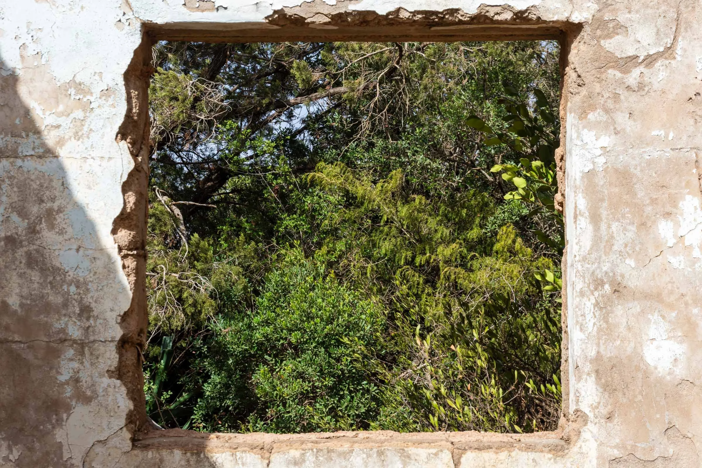Greenery through a ruined window frame