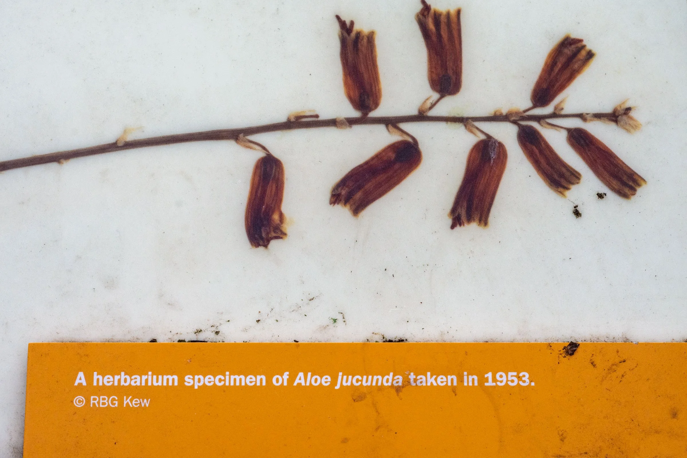 A herbarium specimen of Aloe jucunda taken in 1953, Kew.