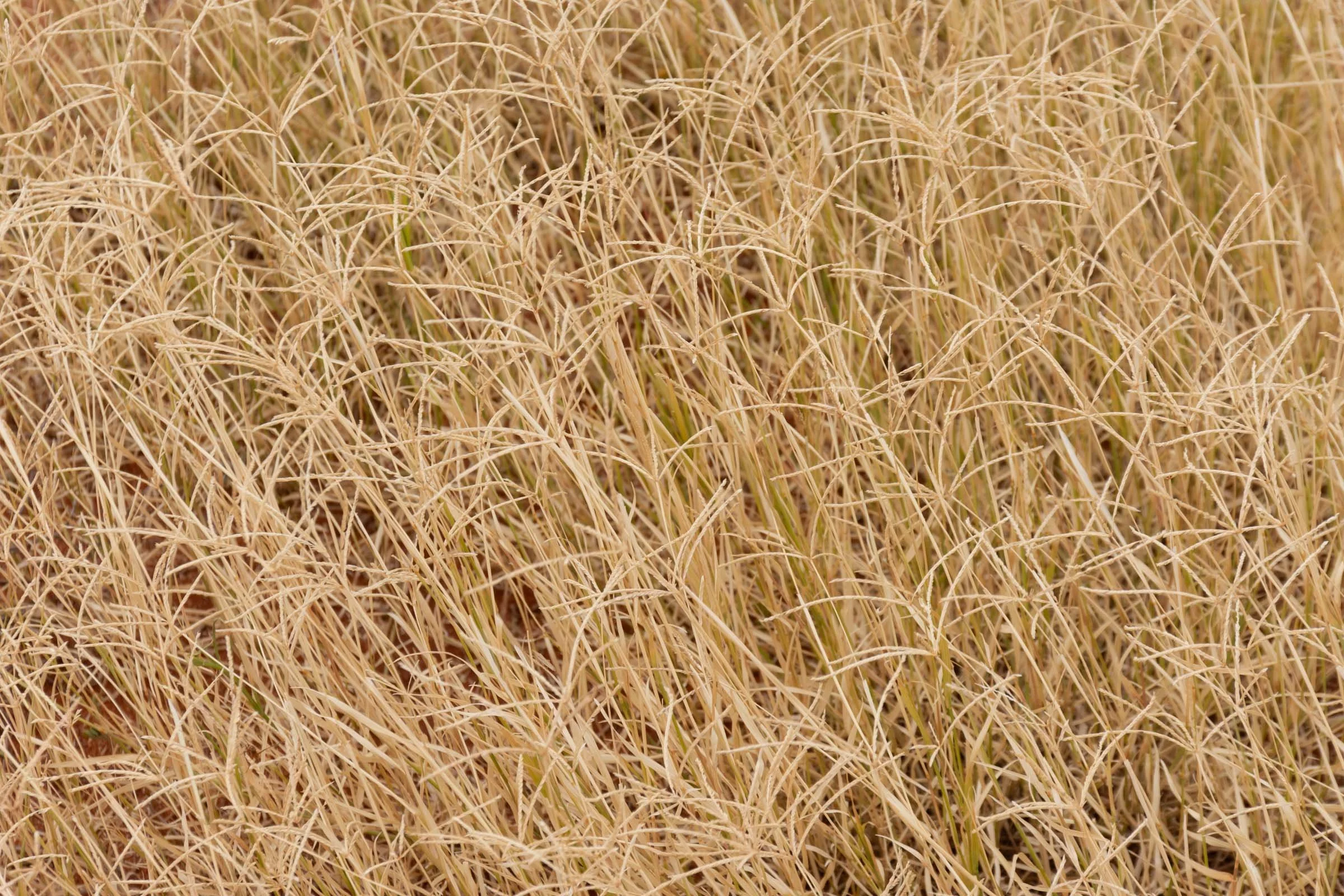 A close-up of cream grasses