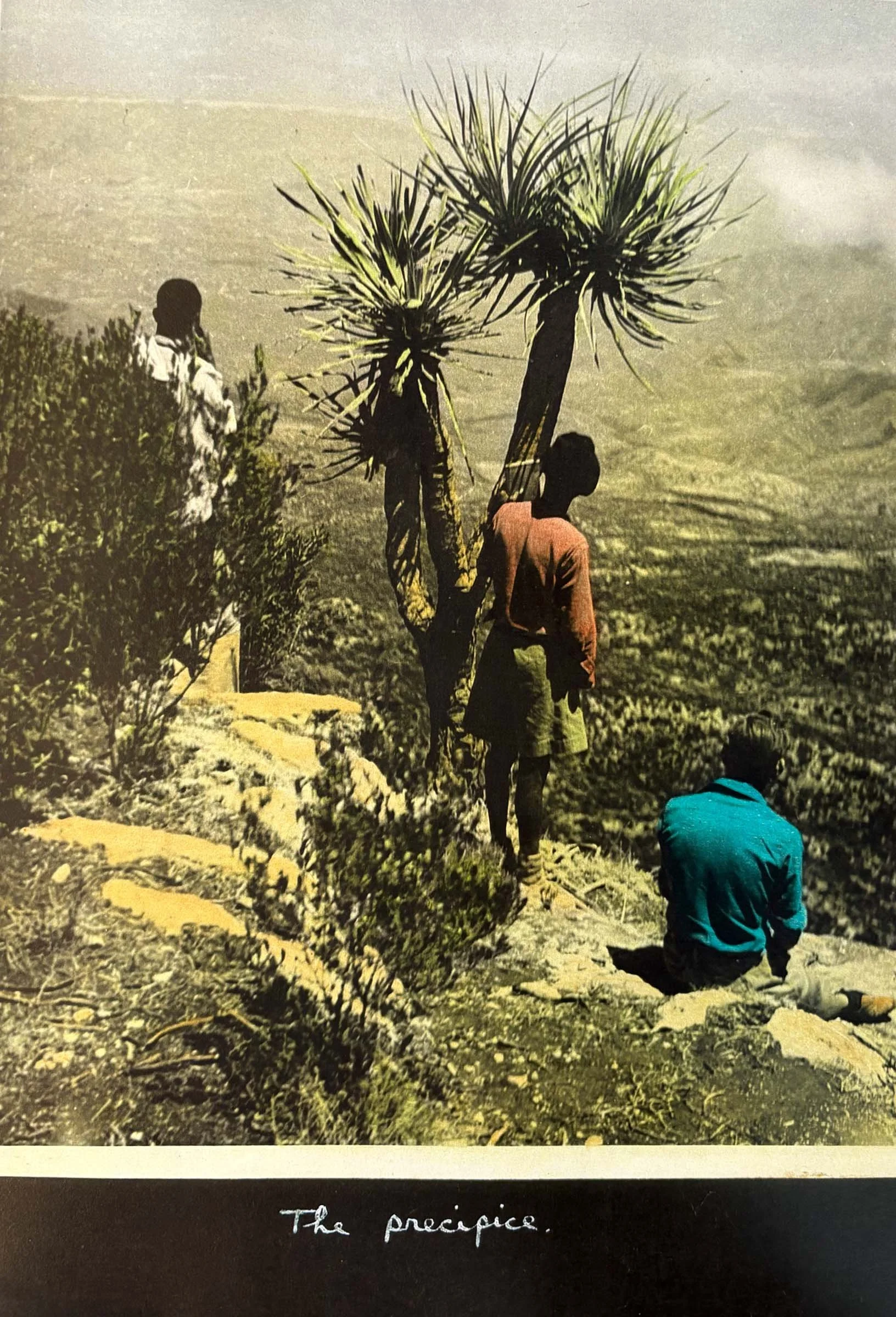 A group of men look out across a precipice, standing next to a tall tree on the edge of the escarpment. Archive photograph by Kenneth Rossi, 1945-1948