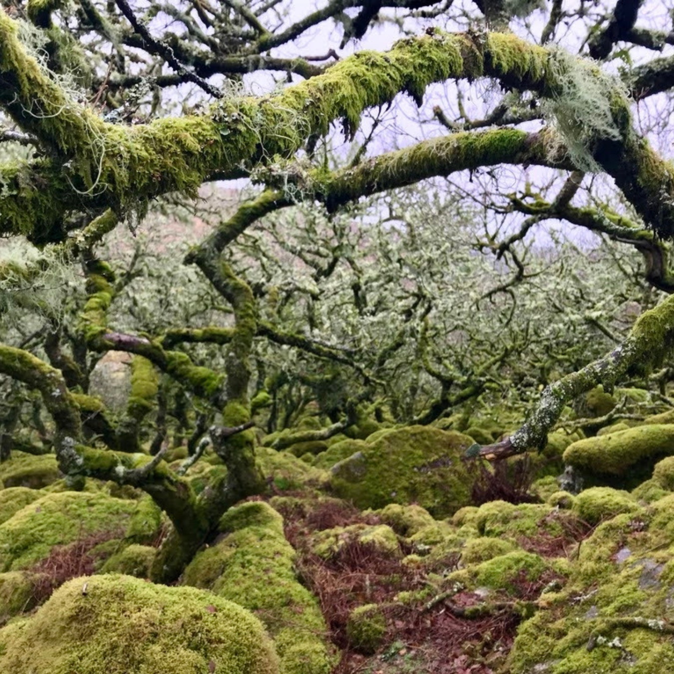 Moss-covered twisted tree branches and rocks in a forest scene.