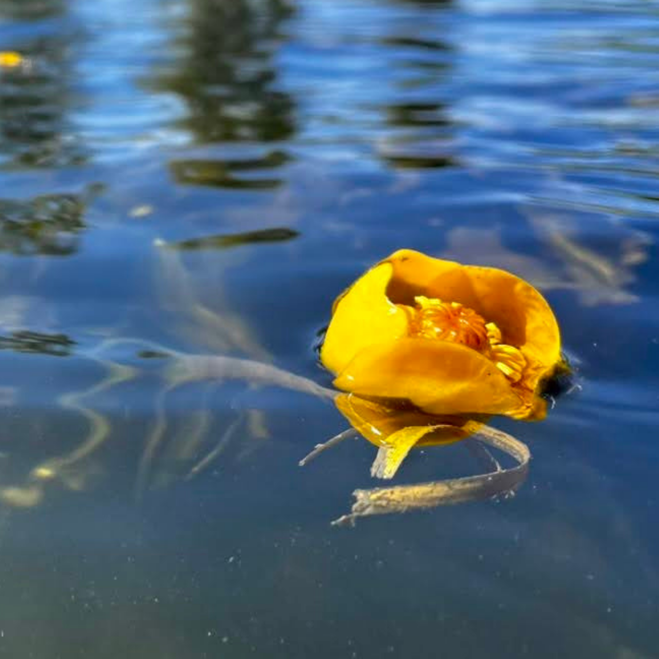 Yellow flower floating on calm water surface with reflections.