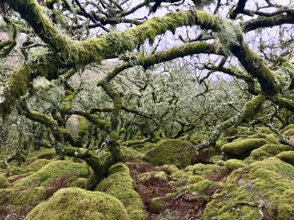 A moss-covered forest with twisted branches and mossy rocks.