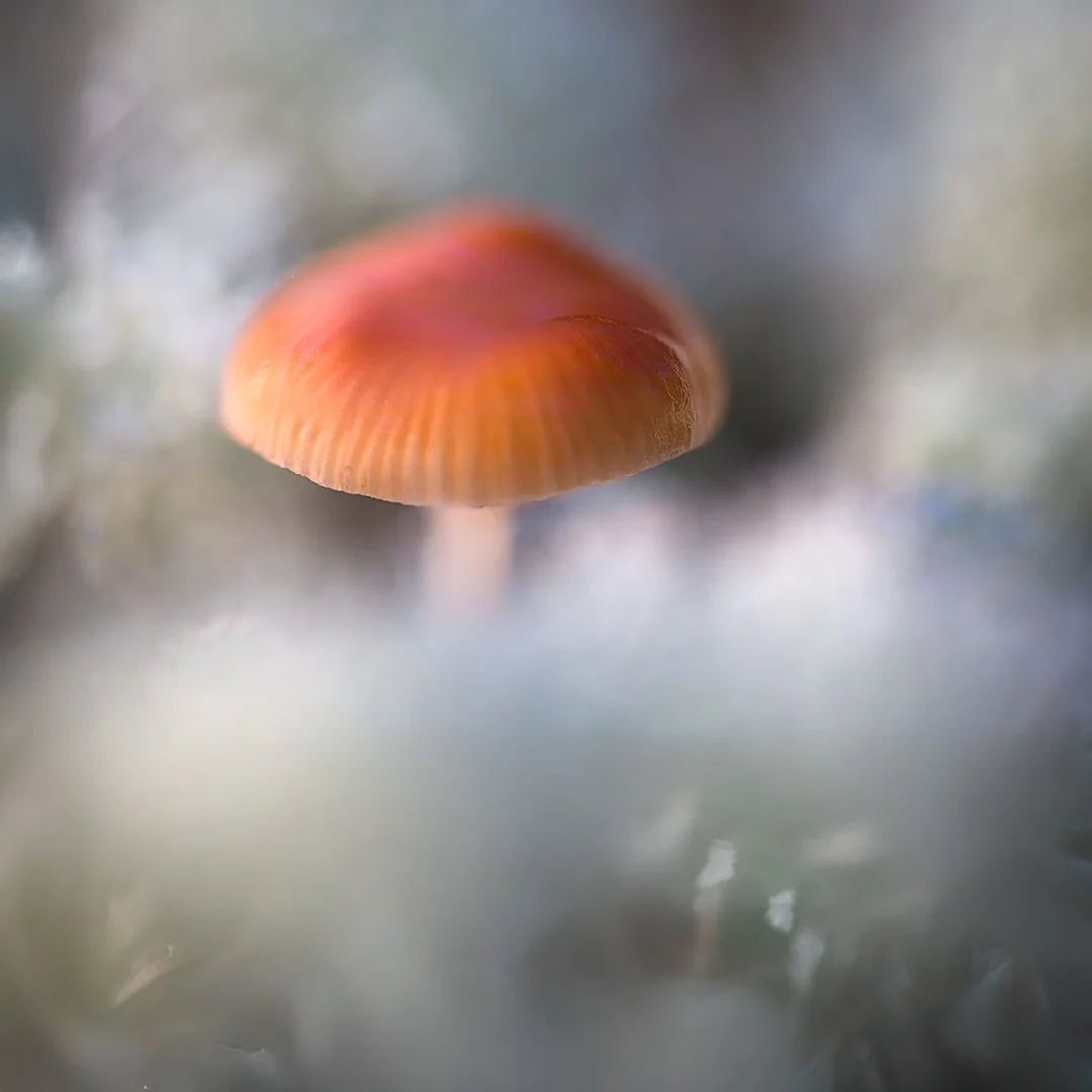 2025-10-24 21-52-04 (B,R8,S2)-ImapixPgoto-1080px-Output.jpg