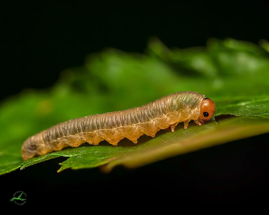 PM1A1307-Ai-1080px-OutPut 01.jpg