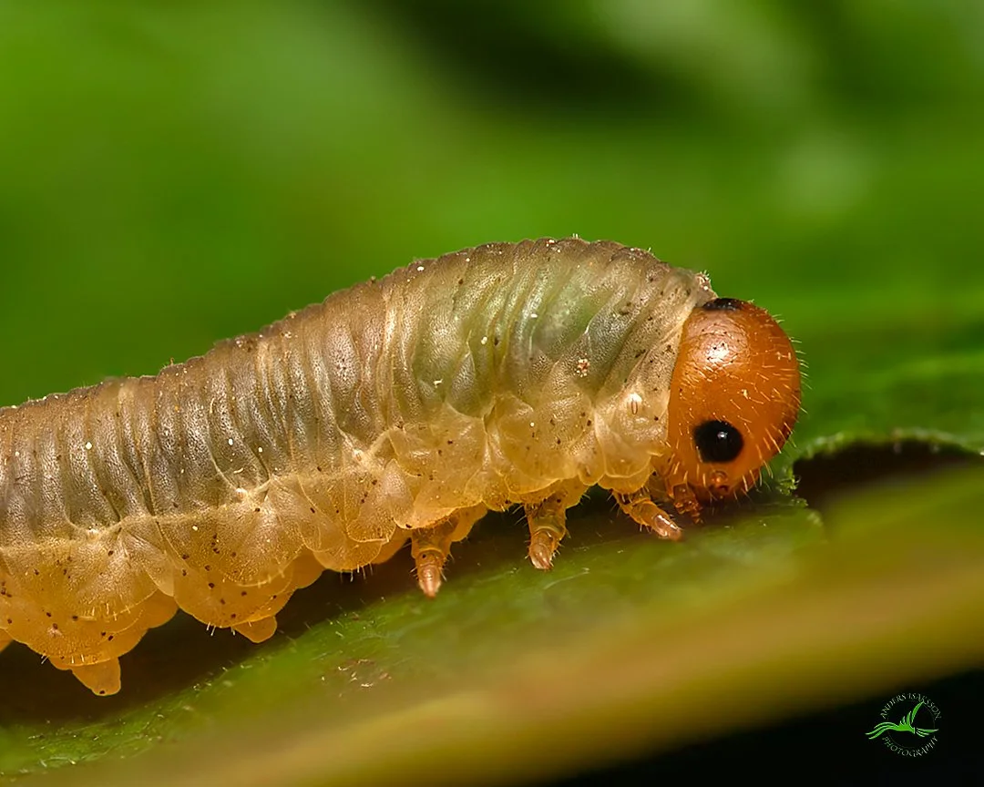 PM1A1307-Ai-1080px-OutPut 02.jpg