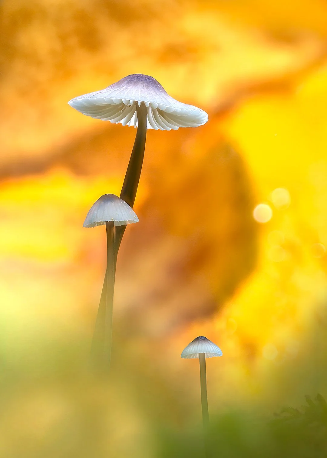 2025-10-21 14-06-34 (C,S2)-ImapixPhoto-1080px-Output.jpg