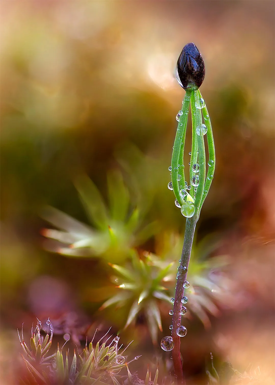 2025-10-15 19-54-08 (B,R8,S4)-ImapixPhoto-1080px-5by7-Output.jpg