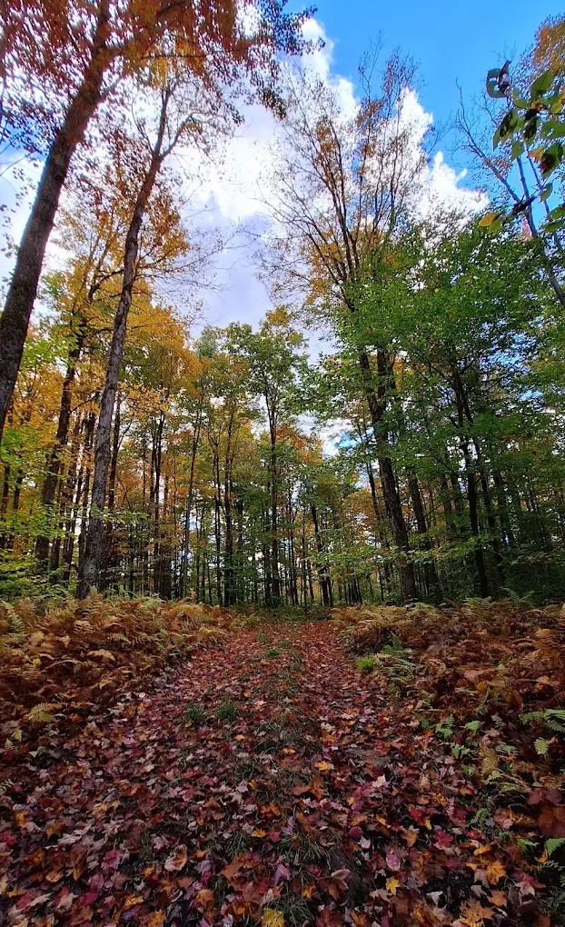 Sentier forestier en automne avec feuilles colorées sur le sol et arbres aux feuilles orange, vertes et jaunes, ciel bleu avec quelques nuages.