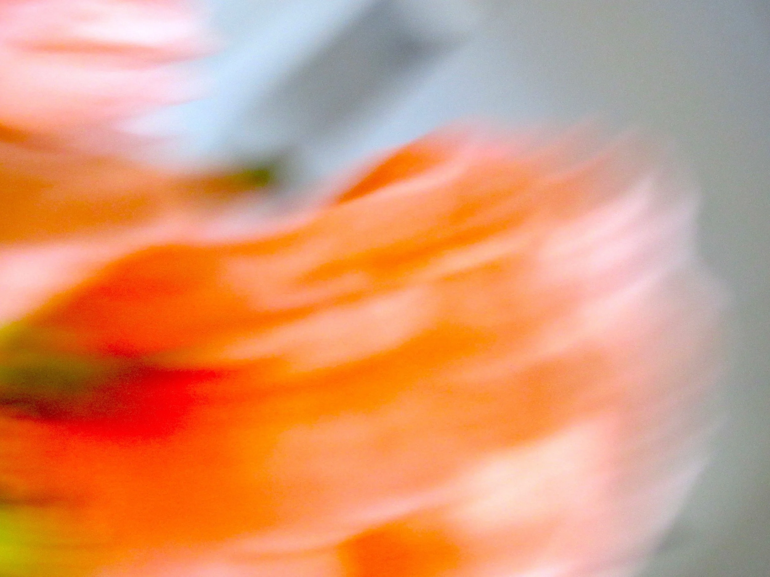 Photo floue d'une fleur orange avec des pétales doux et une petite tige verte visible à gauche