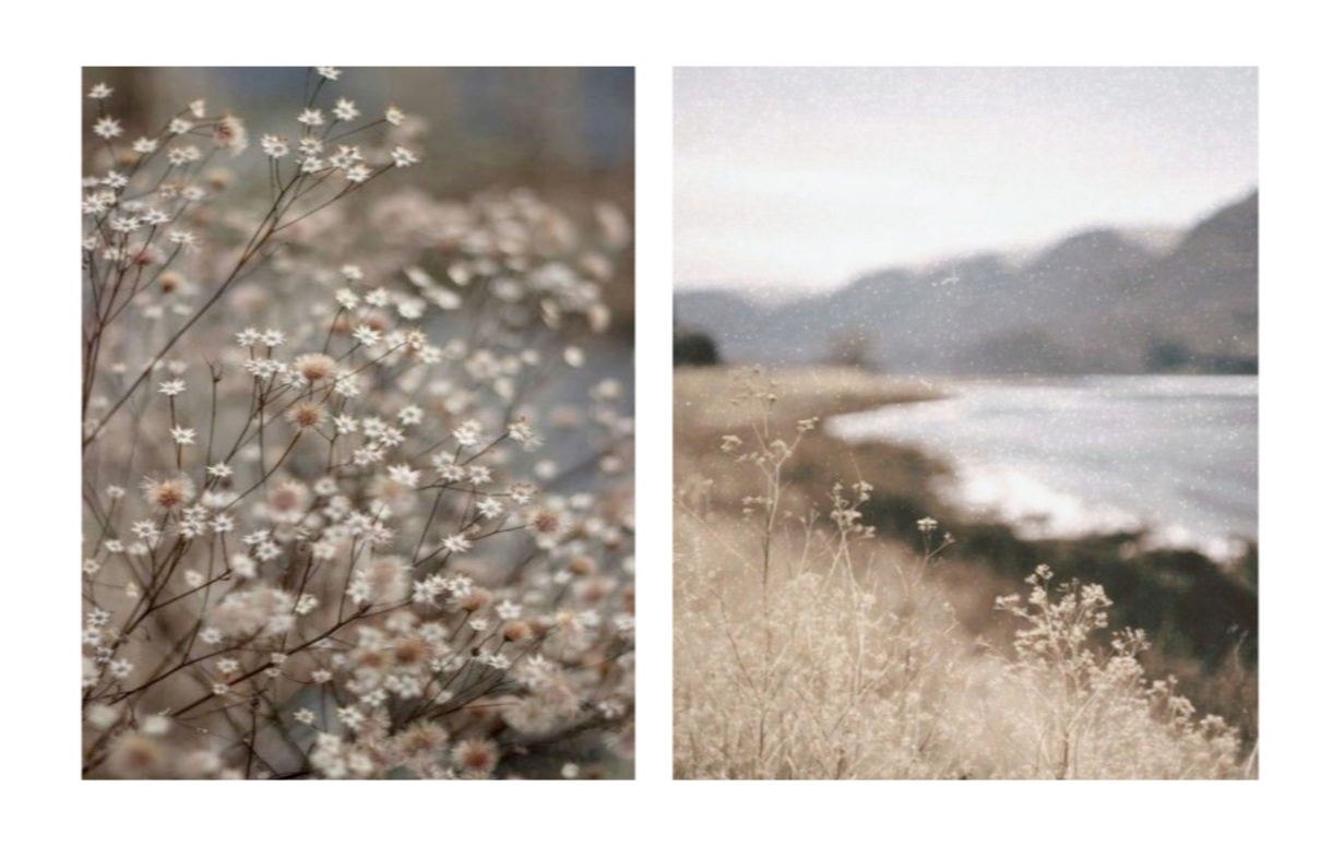 Side-by-side photos of a field of small white wildflowers on the left and a beach with white plants near water on the right.