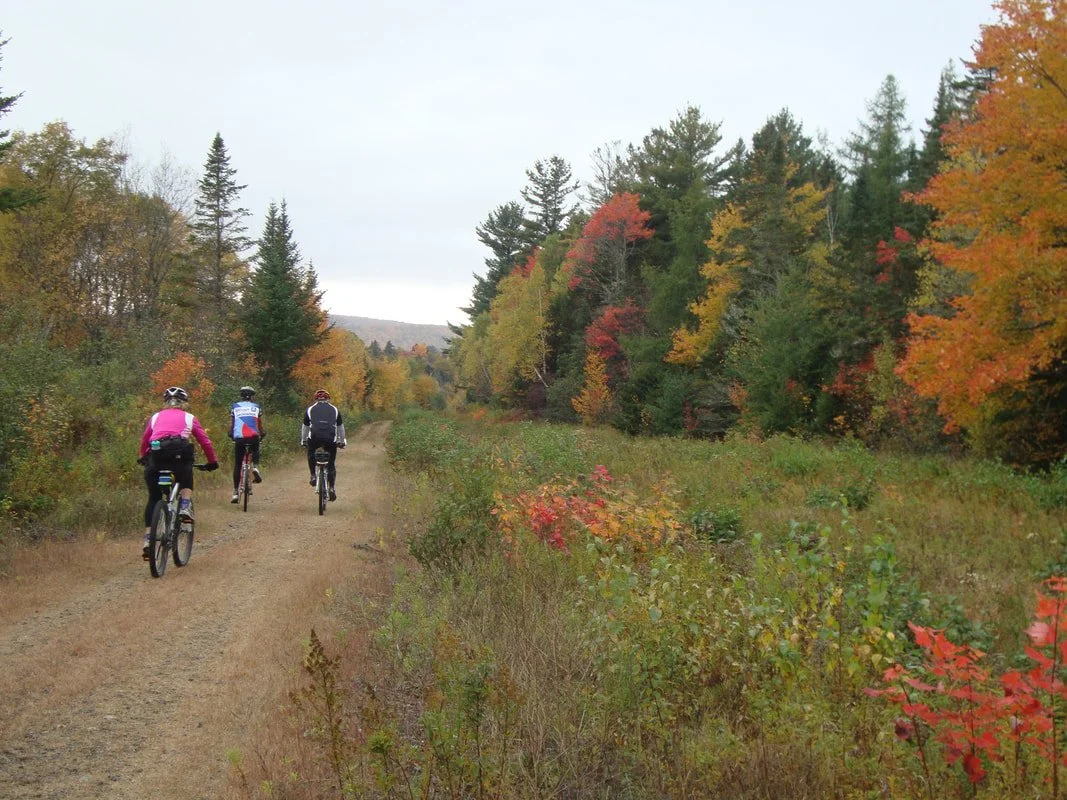 Four people riding mountain bikes on a dirt trail through a forest with autumn-colored trees.