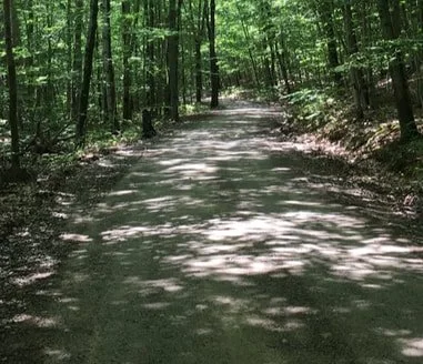 Dirt path through a dense, green forest with sunlight filtering through the trees.
