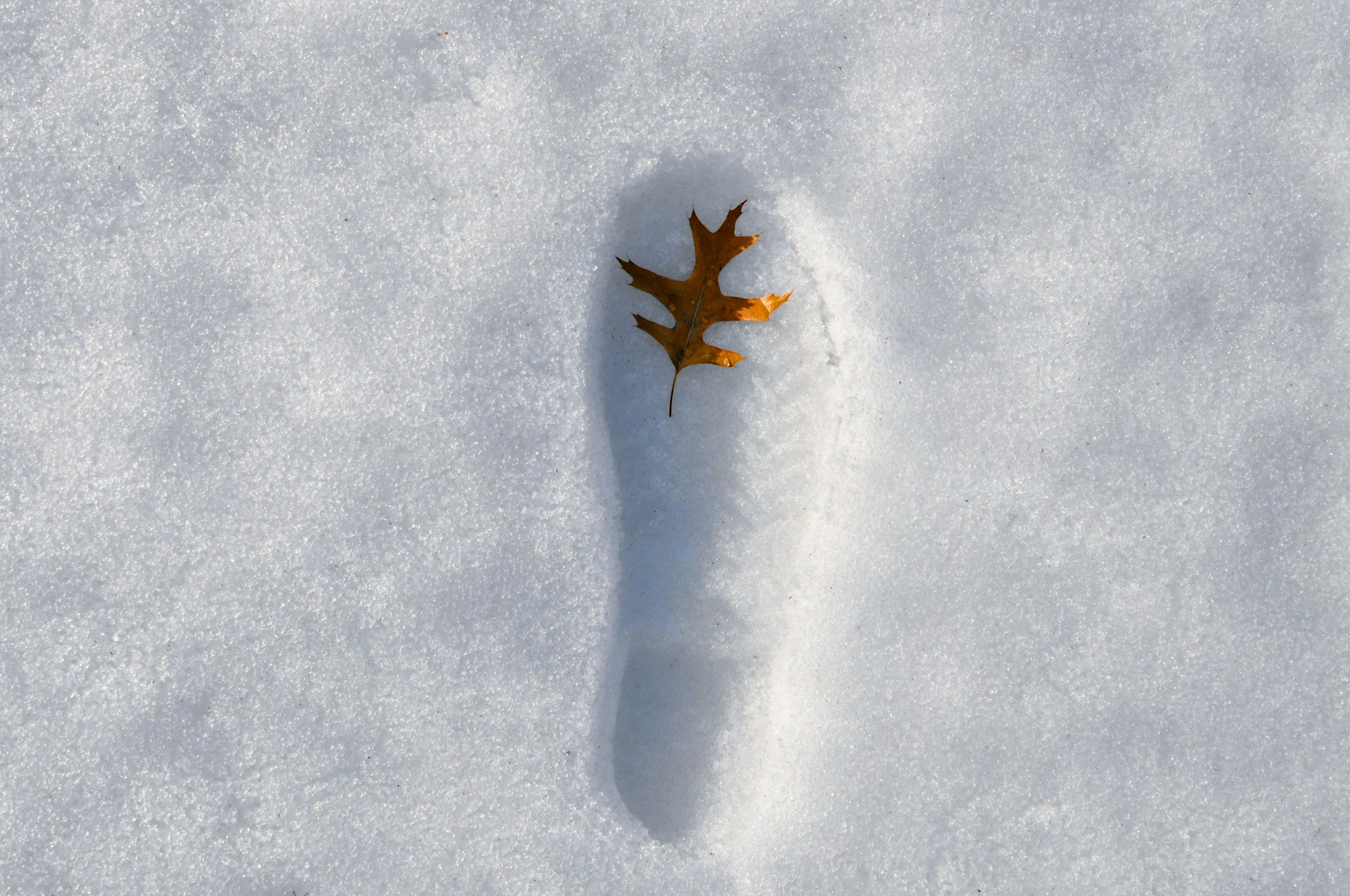 A single brown leaf on white snow with a shadow cast by the leaf.
