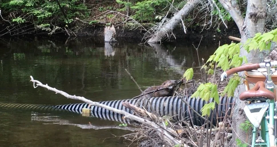 What is a Beaver Deceiver?