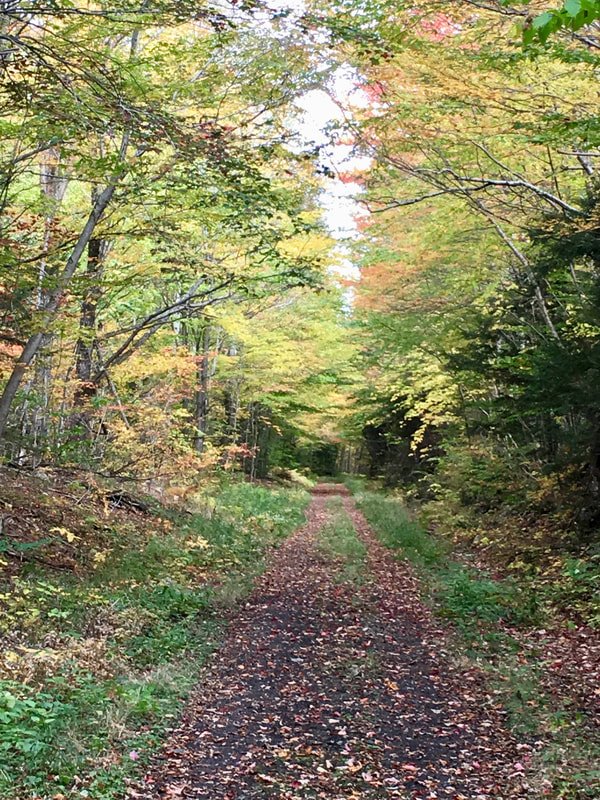 More green tunnel on the rail trail, a downhill cruise to Gorham
