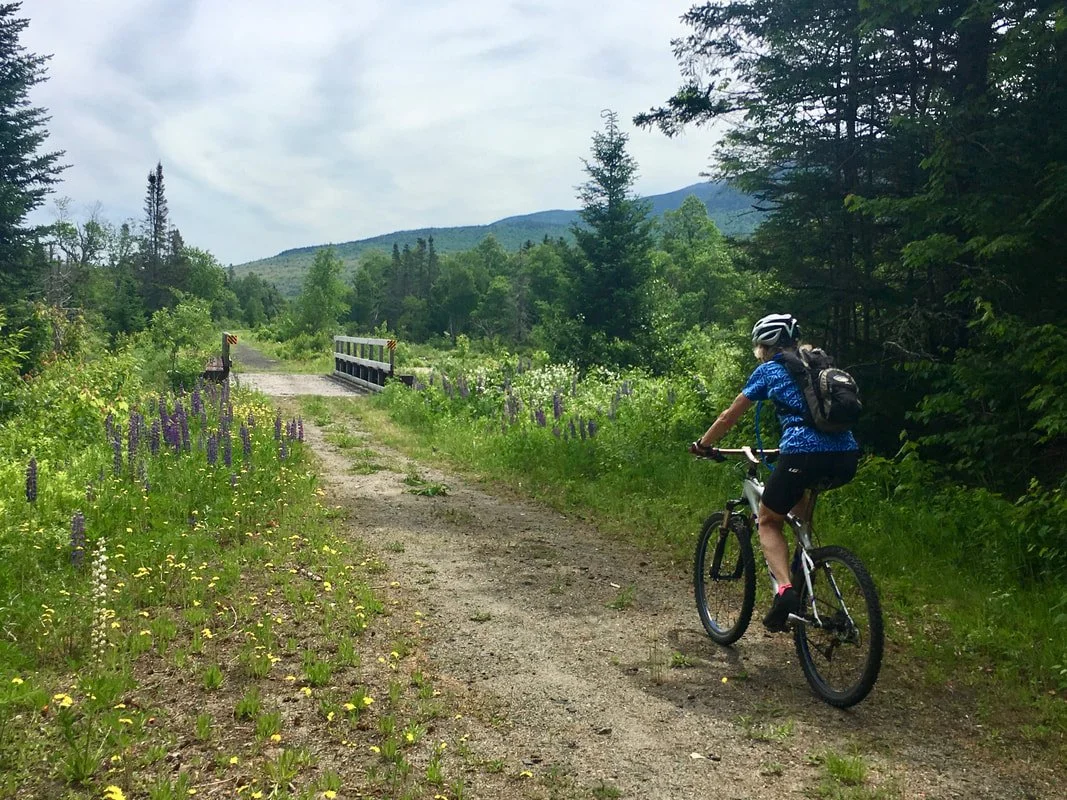 June wildflowers line the Presidential Rail Trail in Randolph