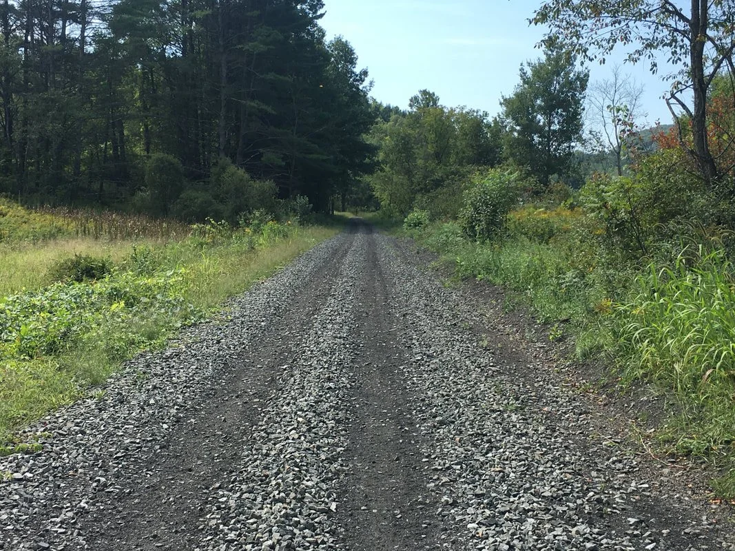 Gravel country road surrounded by green trees and bushes, under a clear sky.