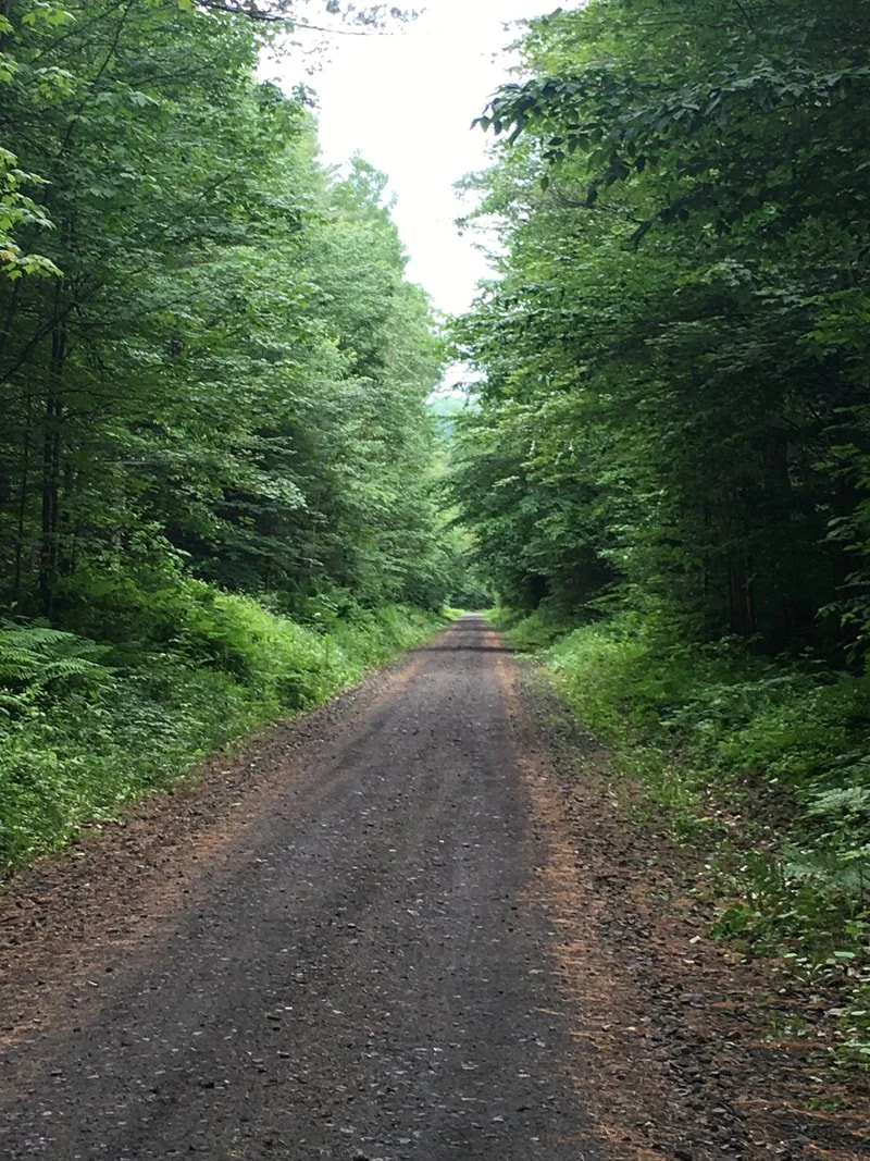 A dirt and gravel forest road surrounded by lush green trees and foliage.