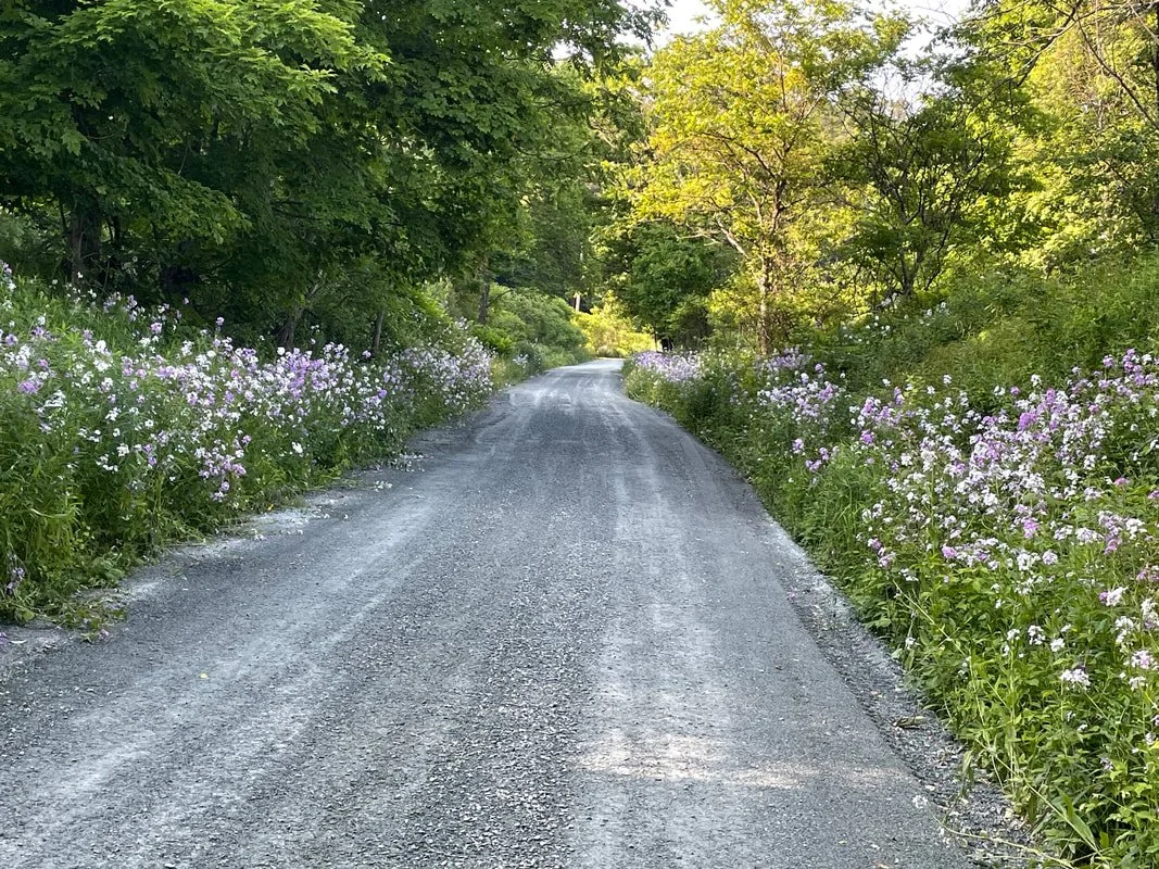 Wow!! That is the NEW ledgepack surface applied to the Ammonoosuc Rail Trail in May of 2025. There is now 2.7 more miles of this new carpet on the trail in the area north and south of the Bath Covered Bridge. Enjoy the smooth ride!