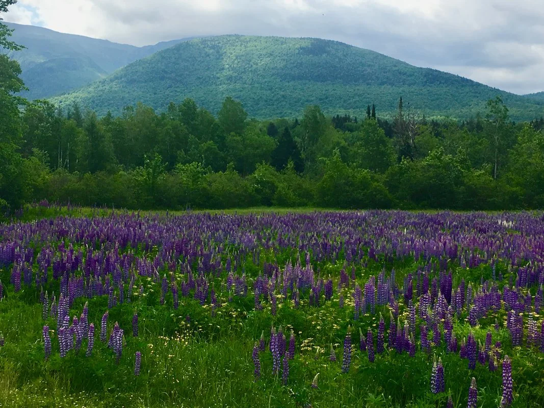 June Bloom along Valley Road in Jefferson
