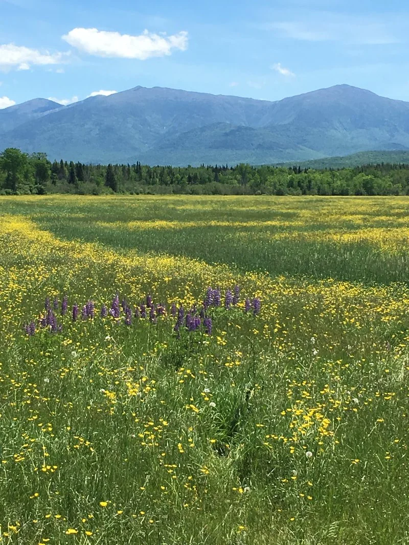 A vast green field with yellow wildflowers and purple flowers in the foreground, dense trees in the middle ground, and mountains under a blue sky in the background.