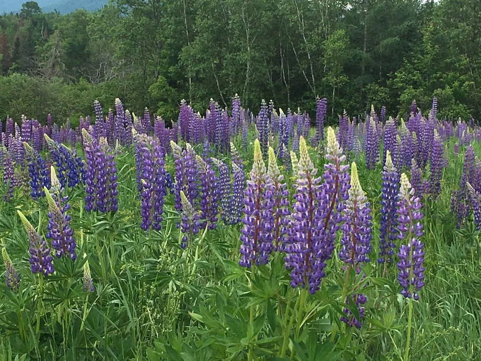 A field of blooming purple and white lupine flowers with green foliage, set against a backdrop of green trees in a natural outdoor setting.