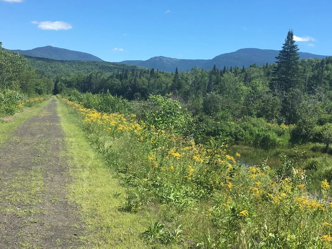 A dirt trail runs through a lush green landscape with wildflowers and trees on either side, leading towards distant mountains under a bright blue sky.