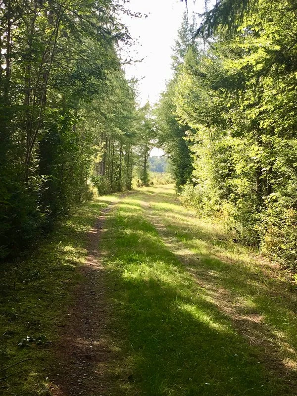 Grassy surfaces on the Presidential Rail Trail in the Pondicherry Wildlife Refuge