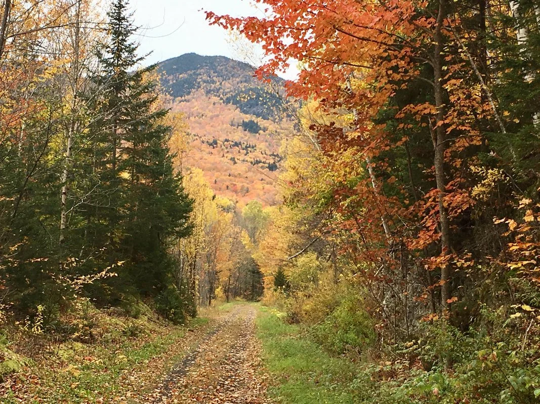 A dirt trail through a forest during fall with trees in vibrant autumn colors, and a mountain in the background.