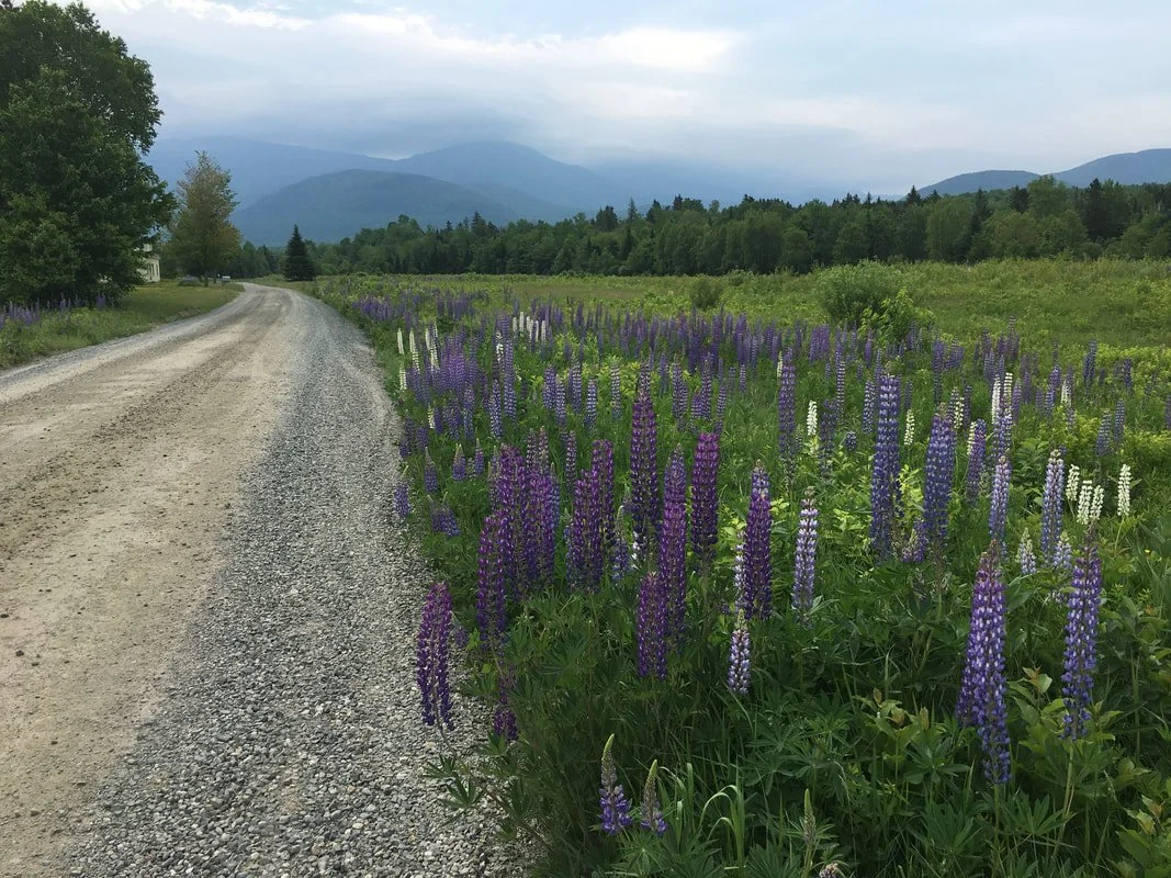 A dirt road running alongside a field of tall purple and white flowers with green foliage, with trees on the left and mountains in the distance under a cloudy sky.